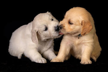 Two small golden retriever puppies playing and licking each other. Animal studio shot on black background.