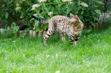 Naklejka na ściany i meble Bengal Katze im Garten