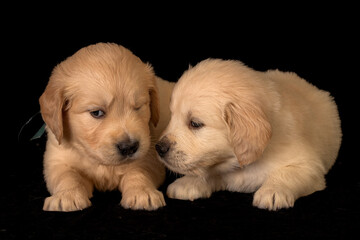 Two cute golden retriever puppies on the black background in studio. 