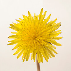 Dandelion flower on a light background