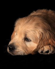 Sleepy and calm golden retriever puppy on black background.