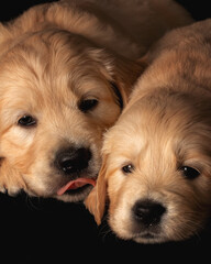 Two golden retriever puppies laying together close to each other. Animal studio portrait.