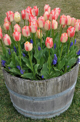 Wooden barrel tulips planter