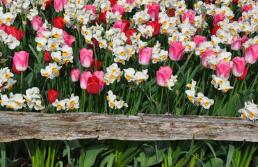 Daffodils and tulips growing by old wooden fence