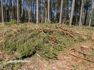 Stumps and twigs remain after logging. Sunny spring day.