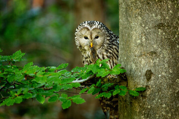 Owl with prey. Ural owl, Strix uralensis, holds caught mouse in beak. Successful hunter perched on...