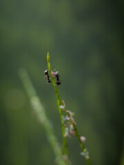 dragonfly on a leaf