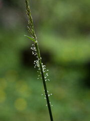 dew on grass