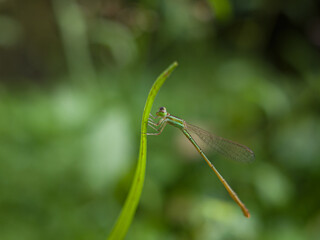 close up of a grass