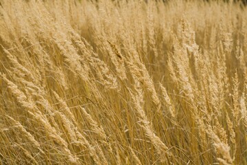 A large picturesque clearing of golden tall grass, lat. Calamagrostis epigejos. Monochrome background, selective focus, close-up. The concept of autumn, silence, tranquility