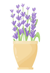 Lavender flowers in a ceramic pot. Vector illustration of lavender blooming in a modern style. Indoor plants in a clay pot. Gardening.