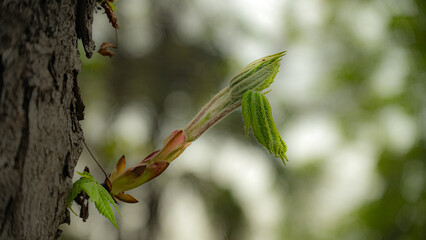 Tree shoot in the foreground. Horse chestnut tree
