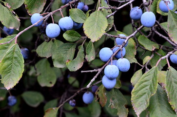 
Ripe blackthorn berries have a sweet and sour taste and astringency.