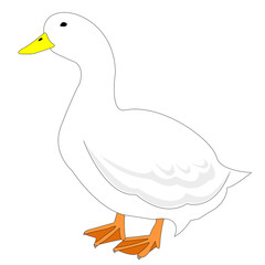 A white duck with white background
