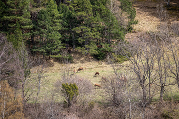 animals in the forest
