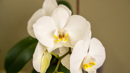 Naklejka na ściany i meble White Orchids.