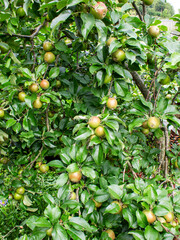 Apples ripening on the tree