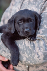 Labrador retriever puppy of black color on the hands. Soft focus.