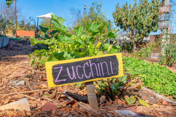 Obraz premium Zucchini plants on a vegetable garden at San Francisco, California