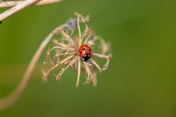 Coccinella septempunctata - Seven-spot Ladybird - Coccinelle à 7 points