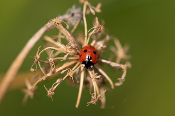 Coccinella septempunctata - Seven-spot Ladybird - Coccinelle à 7 points