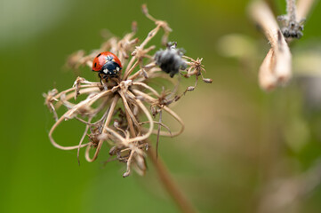 Coccinella septempunctata - Seven-spot Ladybird - Coccinelle à 7 points