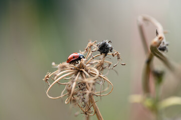 Coccinella septempunctata - Seven-spot Ladybird - Coccinelle à 7 points