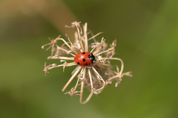 Coccinella septempunctata - Seven-spot Ladybird - Coccinelle à 7 points