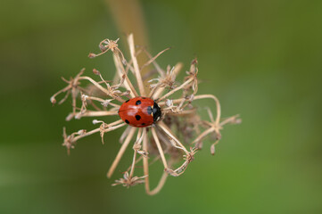 Coccinella septempunctata - Seven-spot Ladybird - Coccinelle à 7 points