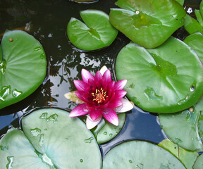 Photo Water lily made in his own pond