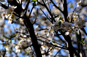 Cherry blossoms against the blue sky. Spring flowering. Flowers of fruit trees. White flowers.Bokeh.