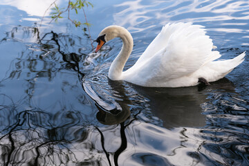 Obraz premium swan on the water