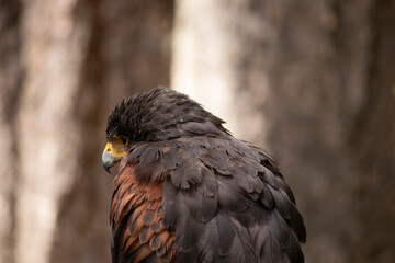 Águila