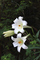 沖縄県宮古島　ユリの花