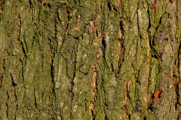 The background consists of the bark of a tree trunk covered with moss.