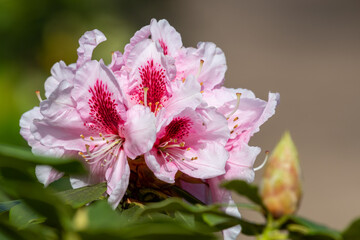 Fototapeta premium Close up of pink Rhododendron flowers in bloom