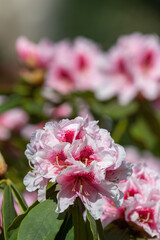 Close up of pink Rhododendron flowers in bloom