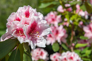 Close up of pink Rhododendron flowers in bloom