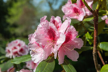 Close up of pink Rhododendron flowers in bloom