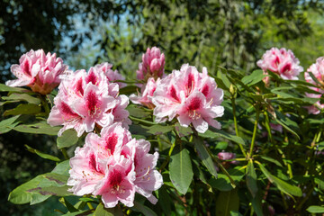 Close up of pink Rhododendron flowers in bloom