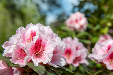 Close up of pink Rhododendron flowers in bloom