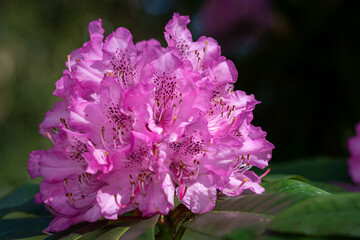 Close up of pink Rhododendron flowers in bloom