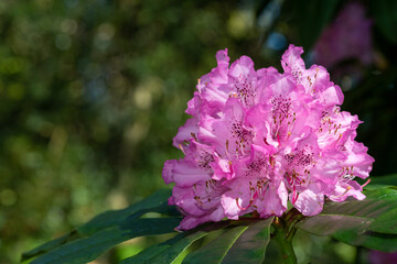 Close up of pink Rhododendron flowers in bloom