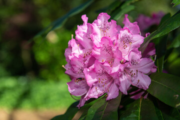 Close up of pink Rhododendron flowers in bloom