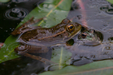 Green-skinned frogs with dark spots on the stagnant water of a lagoon with aquatic plants. small amphibians. Freshwater reptiles.