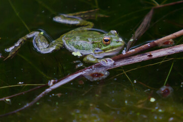 Green-skinned frogs with dark spots on the stagnant water of a lagoon with aquatic plants. small amphibians. Freshwater reptiles.
