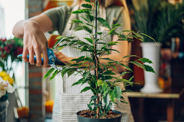 Florist female pruning potted plant with a pruning shears