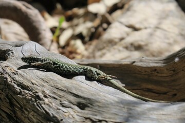 Naklejka premium Dino