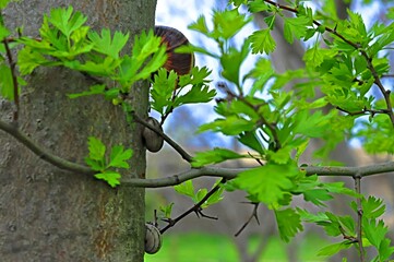 Snails on the tree hid in the first spring leaves. Selective focus