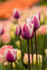 Fototapeta premium Pink Weiße Tulpe